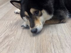 -柴迷FANS CLUB·柴犬狗咖·猫咖