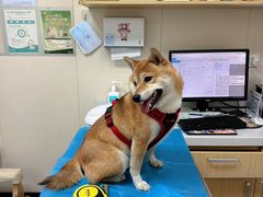 -美联众合爱康动物医院•复杂内科•肿瘤科•牙科•腔镜诊疗中心