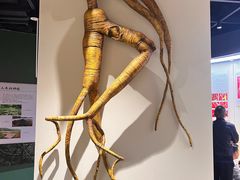 -广东中医药博物馆