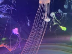 -上海海昌海洋公园
