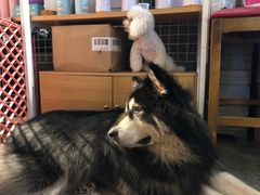 -more than meow吴止猫主题餐厅(承德 中船汇店)