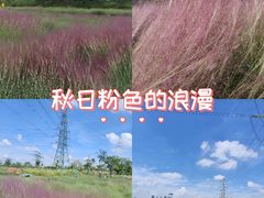 -王借岗森林公园