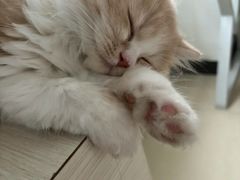 -lincat·猫舍(广州店)