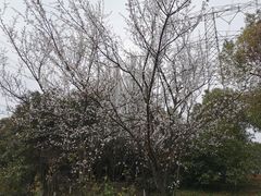 -九里河湿地公园