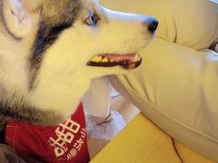 -Husky Go! 哈士奇体验馆·宠物咖啡厅狗咖