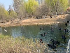 -长白岛森林公园