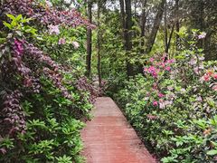 -铁山坪森林公园