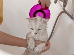-十年猫舍·猫咪专门店(普陀店)