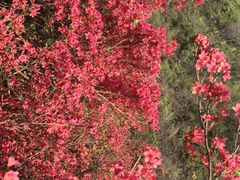 -木兰云雾山