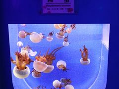-左海海底世界