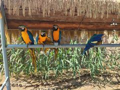 -西霞口神雕山野生动物世界