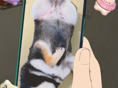 -逗柴咖啡屋·狗咖猫咖宠物桌游