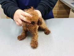 -爱侣宠医·鹦鹉专科·小型哺乳类·异宠专科(灵石路店)