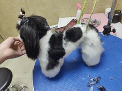 -佳雯宠物医院·皮肤科·内外科(春晓路分院)