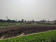 -夏河溪乡野公园