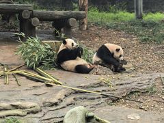 -都江堰中华大熊猫苑
