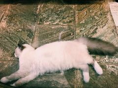 -猫咪博物馆(顶澳仔猫街店)