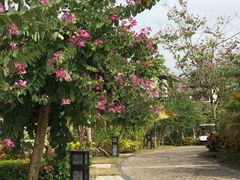 -三亚珠江南田温泉度假区