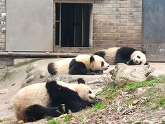 -都江堰中华大熊猫苑