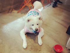 -八公叔叔宠物美容连锁(春申店)