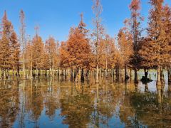 -白鹭湾湿地公园