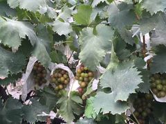 -马陆小张葡萄园农家乐