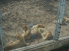 -西安秦岭野生动物园