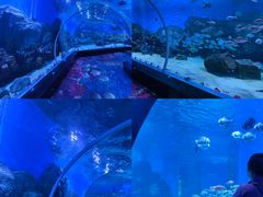 -顺德南宏海立方海洋公园