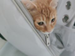 -中农国际动物医院24小时·猫科·骨科·急重症中心