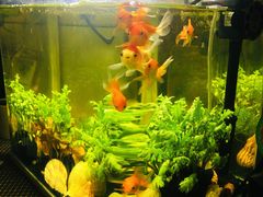 -花鸟鱼虫鲜花绿植市场(玉泉路店)