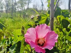 -春花秋色城市公园