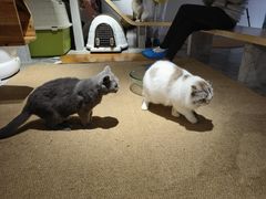 -more than meow吴止猫主题餐厅(承德 中船汇店)