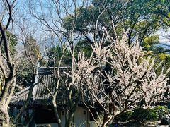 -香雪海