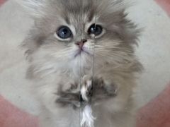 -青奢宠物·青奢猫舍