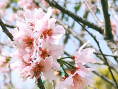 -王借岗森林公园