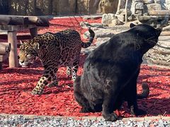 -北京野生动物园