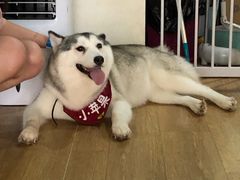 -Husky Go! 哈士奇体验馆·宠物咖啡厅狗咖