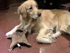 -百好乐宠物友好餐厅(朝外大街店)