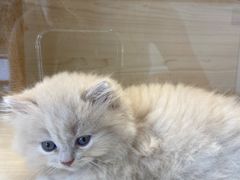 -柚子猫舍·精品猫舍购猫·猫咪认养·购宠·宠物店
