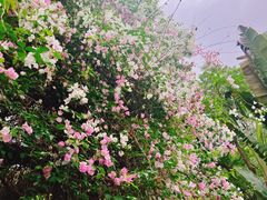 -深圳国际园林花卉博览园