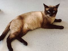 -飞行喵MR PILOT|猫舍·猫咖(静安大融城店)