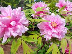 -国家植物园南园