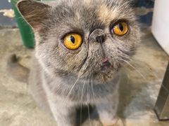 -more than meow吴止猫主题餐厅(承德 中船汇店)