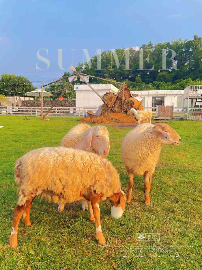 honey cc绵羊牧场摄影基地(番禺南村店)-"919191简直萌化我的一