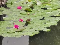 -水绘园