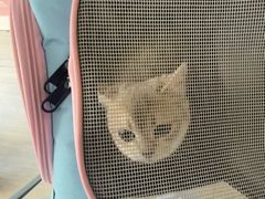 -全心全意连锁动物医院·微创中心·内科急重症·心脏专科(丰管路店)