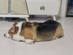 -宠福鑫康馨动物医院·骨科·眼科