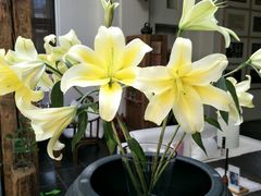 -瓦库茶馆17号(海汇港店)