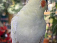 -吉丁鸟咖·异宠·寄养