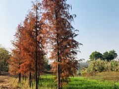 -广东花都湖国家湿地公园